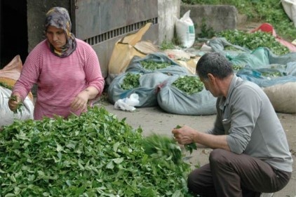 Çay üretimi artıyor