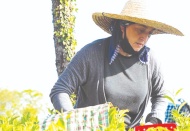 Çaykur’un AKP döneminde zararı yüzde 1217 arttı