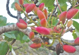 Çedene ağacında Antep fıstığı yetiştirdi