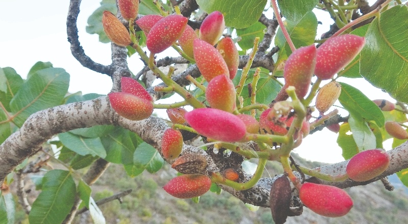 Çedene ağacında Antep fıstığı yetiştirdi