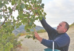 Çedene ağacında Antep fıstığı yetiştirdi