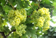 Çekirdeksiz üzüm üretimi yüzde 10 geriledi