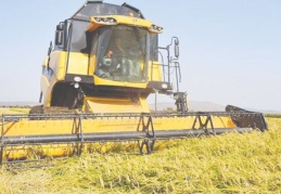 Çeltik üreticisi, Toprak Mahsulleri Ofisi’nin açıklayacağı fiyatları bekliyor