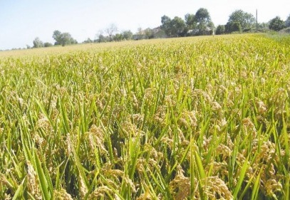 Çeltik üretimi 10 yılda yüzde 170 arttı