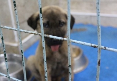 Çenesi kırılan köpek damardan besleniyor 