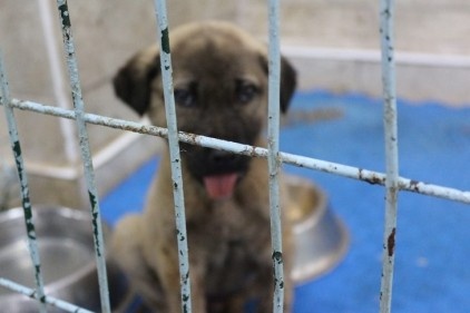 Çenesi kırılan köpek damardan besleniyor 