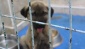 Çenesi kırılan köpek damardan besleniyor 