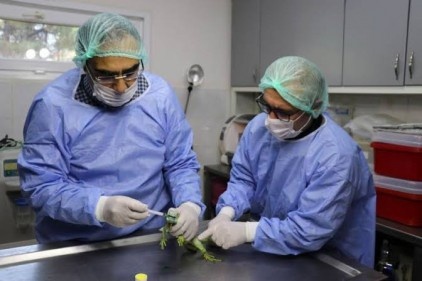 Çenesinde tümör bulunan iguana ameliyat edildi
