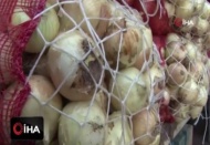Cep yakan soğanın fiyatı 75 kuruşa kadar düştü
