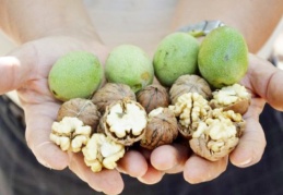 Cevizde rekolte, çiftçinin yüzünü güldürdü