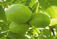 Cevizde üretim, tüketimi karşılamıyor