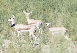 Ceylanlar Ağrı Dağı’na bırakıldı