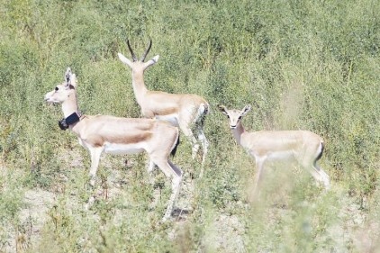 Ceylanlar Ağrı Dağı&#8217;na bırakıldı