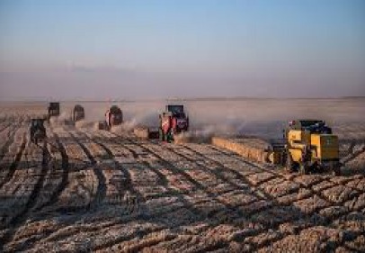 Ceylanpınar'da rekolte beklentisi yüksek