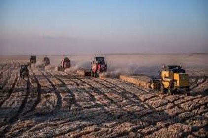 Ceylanpınar&#039;da rekolte beklentisi yüksek