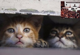 CHP ve MHP, onlar için 'ortaklaştı'