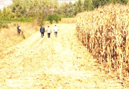 CHP'li Sarıbal: 1.350 liraya çiftçinizden aldığınız mısırı şimdi 2.100 liraya ithal edeceksiniz...