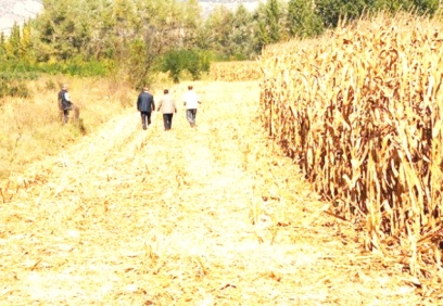 CHP'li Sarıbal: 1.350 liraya çiftçinizden aldığınız mısırı şimdi 2.100 liraya ithal edeceksiniz...