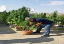 Çiçek saksılarında kenevir vardı