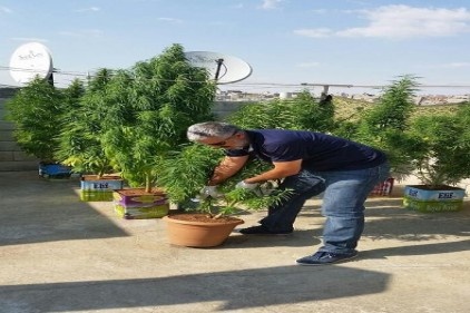 Çiçek saksılarında kenevir vardı