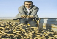 Çiftçi alternative ürün arayışında