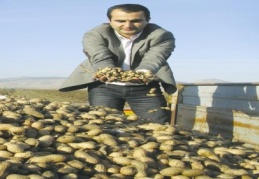 Çiftçi alternative ürün arayışında