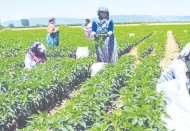 Çiftçi başına sadece 300 lira destek verildi