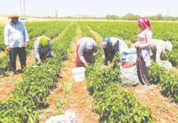 Çiftçi, biber fidelerinden mahsul aldı