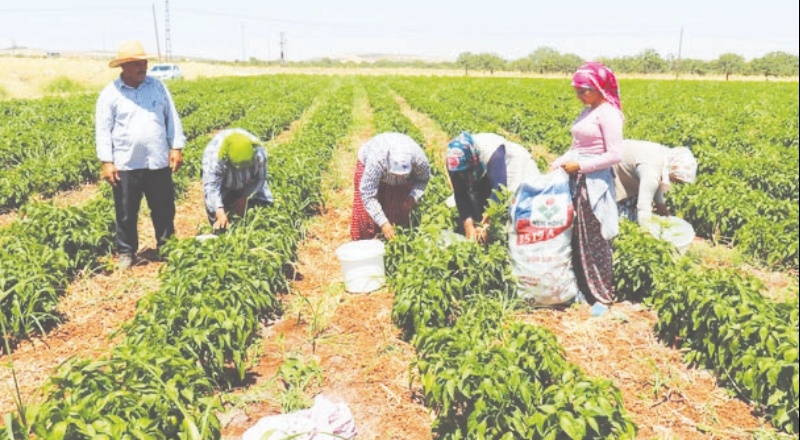 Çiftçi, biber fidelerinden mahsul aldı