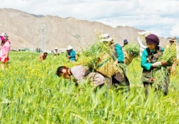 Çiftçi, daha çok borç batağına saplanır ve altından kalkamaz