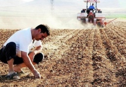 Çiftçi gübre atamadı, rekolte düştü