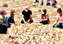 Çiftçi ile sarımsak hasadı yaptı