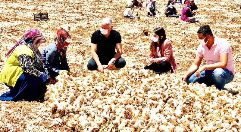 Çiftçi ile sarımsak hasadı yaptı