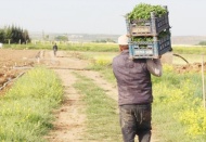 Çiftçi sayısı bir yılda 75 bin azaldı, 500 binin altına geriledi