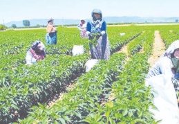 Çiftçi son 20 yılda 35 milyon dönüm tarım arazisini terk etti