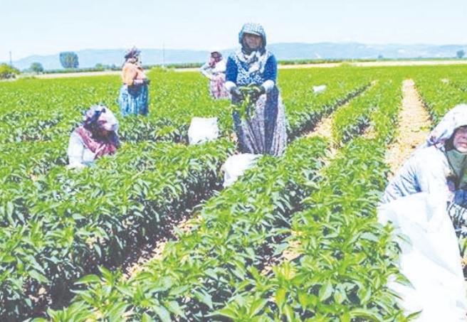 Çiftçi son 20 yılda 35 milyon dönüm tarım arazisini terk etti