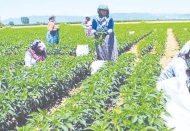 Çiftçi son 20 yılda 35 milyon dönüm tarım arazisini terk etti