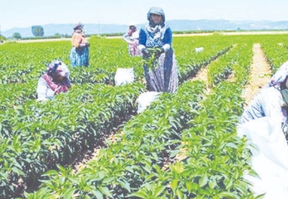 Çiftçi son 20 yılda 35 milyon dönüm tarım arazisini terk etti