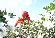 Çiftçi tohum bulamıyor, ithalat iki katına çıkabilir