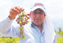 Çiftçiler üzüm hasadı için gün sayıyor