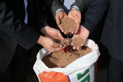 Çiftçilere mercimek tohumu dağıtıldı