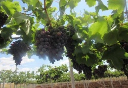 Çiftçilerimiz, Çardak Tipi Bağ Tesisi ile daha çok verim alacaklar