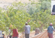 Çiftçinin tarlasındaki sulama kuyularındaki dinamoları ve kabloların çalınıyor