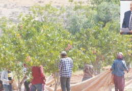 Çiftçinin tarlasındaki sulama kuyularındaki dinamoları ve kabloların çalınıyor