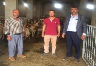 Çiftçiye, 778 adet ivesi ırkı küçükbaş anaç hayvan verildi