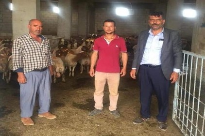 Çiftçiye, 778 adet ivesi ırkı küçükbaş anaç hayvan verildi