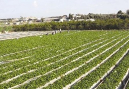 Çiftçiye 1,7 milyar liralık destek 