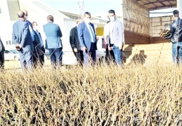 Çiftçiye 10 bin alıç fidanı dağıtıldı