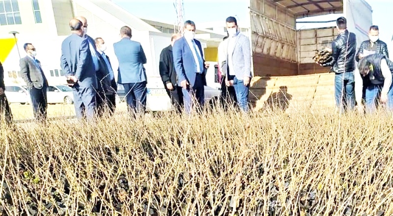 Çiftçiye 10 bin alıç fidanı dağıtıldı