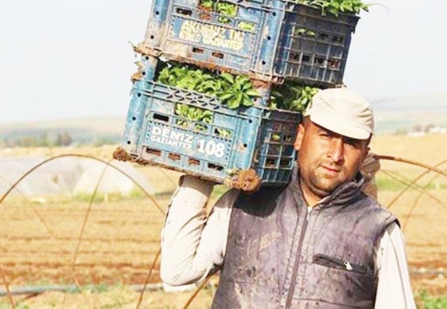 Çiftçiye 1325 lira verildi, 1759 TL’den ithalat yapılacak